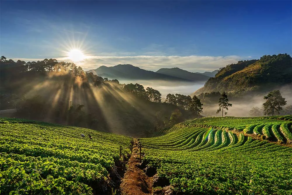 Tea-growing landscape used on the existing Global Tea business page
